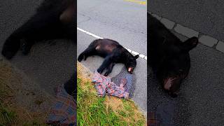 Black Bear Resting On The Side Of The Road [upl. by Langbehn321]