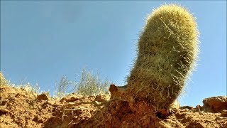 Finding an Abandoned Mine and Dry Waterfalls in Hornblende Canyon [upl. by Eanat565]