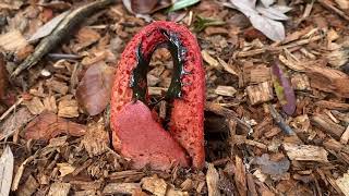 Stinkhorn Mushroom [upl. by Nnanaej]