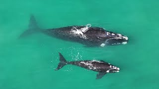 Southern Right Whale callosity patterns assist whale movement studies [upl. by Melvyn]