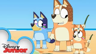 Bluey Season 3 Episode 41 quotStickbirdquot Episode Clip  disneyjr x BlueyOfficialChannel [upl. by Ury]