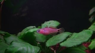 Peacock Gudgeon  Tateurndina ocellicauda [upl. by Smukler850]