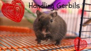 Handling Gerbils [upl. by Ais]