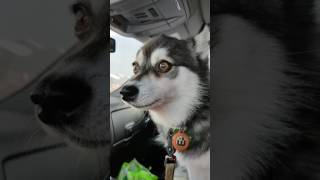 Alaskan Klee Kai talking and howling [upl. by Akihsay]