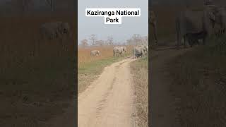 Visit Kaziranga National Park [upl. by Fine]