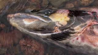 To The Journeys End The Lifecycle of the Atlantic Salmon [upl. by Coppock]