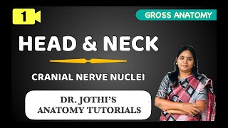 Head amp Neck  Introduction to Cranial Nerves Nuclei GROSS ANATOMY CLASS 1 [upl. by Dulcy]