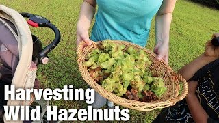 Harvesting Wild Hazelnuts Ep 32 [upl. by Avivah]