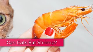 Can Cats Eat Shrimp Be it Raw or Cooked [upl. by Cardon]