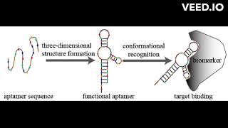 what is aptamer [upl. by Chavez]