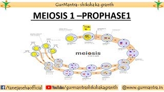 CELL CYCLE  STAGES OF MEIOSIS  PROPHASE1 OF MEIOSIS 1 [upl. by Eceela]