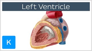 Left Ventricle Heart  Function Definition and Anatomy Human Anatomy  Kenhub [upl. by Waddle]