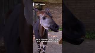 Okapi conservation  Conservation HQ  Episode 9 [upl. by Hilliard]