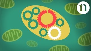 Mitochondrial diseases [upl. by Nnaeel]