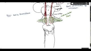 Neuroanatomy  Corticospinal Tract USMLE [upl. by Joannes]