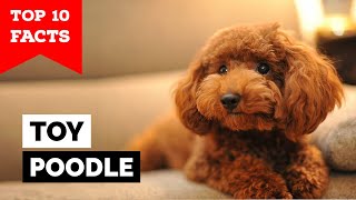 Toy Poodle  Top 10 Facts [upl. by Nigle241]