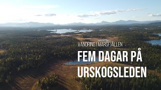 Fem dagar på Urskogsleden  Marsfjällens Naturreservat [upl. by Retxab954]