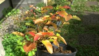 イワシデ盆栽Q1（岩四手 盆栽）Carpinus turczaninovii Hance bonsai [upl. by Reppart]