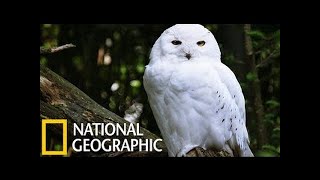 Wild Russia  The secret forest  National Geographic [upl. by Anwahsiek329]