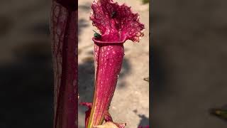 Sarracenia Pitcher plant eating flies pitcherplant [upl. by Marguerie]