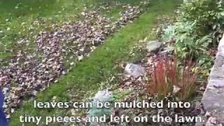 Mulching Leaves With A Mulcher Mower [upl. by Yasui]