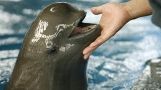 Rare porpoise in danger of extinction [upl. by Malonis]