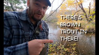 Fishing for BROWN TROUT on the fly at the CORNWALLIS RIVER Episode 4 of 4  A Fall fishing adventure [upl. by Eiramesor744]