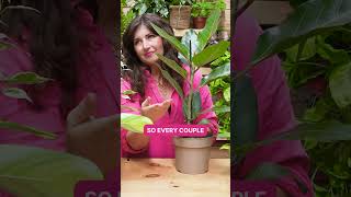 How to Get Upright and Even Leaves on Your Houseplants [upl. by Braun]