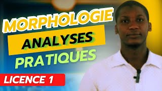 Analyses en Morphèmes Cas pratiques [upl. by Ohl]