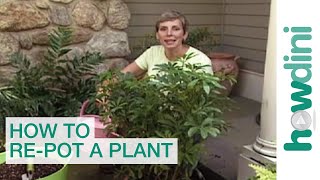 How to repot a plant  Tips for repotting plants [upl. by Eive]