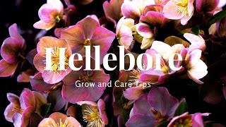 Hellebore Grow and Care Tips [upl. by Riamu]