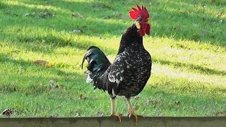 Rooster crowing loud in the early morning [upl. by Stargell687]