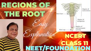 Class 11  Regions of Root  Morphology of Flowering PlantsTutorial with detailed explanation [upl. by Ris952]