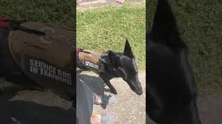 Concurrent training with Shadow gsd gsdpuppy [upl. by Mercer]