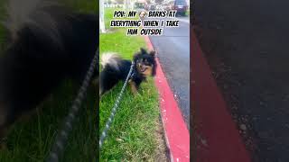 Always barking puppy pomeranian dogs dog doglover shorts shortsfeed funny smile pov [upl. by Niwhsa]