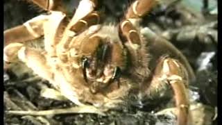 TARANTULAS  Discovery Channel Video [upl. by Weber971]