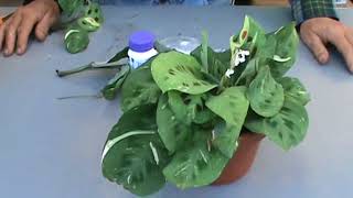 Propagating Maranta Prayer Plant The Plant Farm® [upl. by Gabriel407]