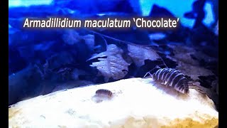 Armadillidium maculatum Chocolate isopods with their babies [upl. by Aynna]