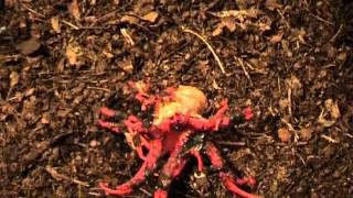 Timelapse Aseroe rubra emerging [upl. by Hephzipah]