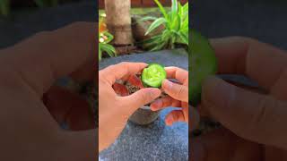 Tips for growing cucumbers at home shorts cucumber [upl. by Munn649]