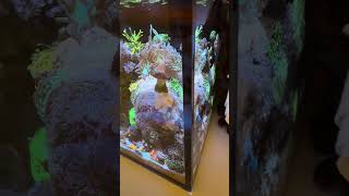 10 Gallon Innovative Marine NUVO Coral Reef Tank Update [upl. by Annemarie]