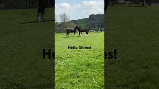 Finding Shire Horses horses shirehorses walking shorts [upl. by Rosenblast]