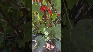 This Year is very bad for growing Red currant Spring freezing weather decreased quantity of berries [upl. by Durer106]