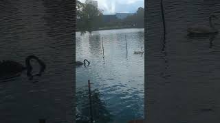 Pair of Black Swans Whooper Swans amp Trumpeter Swans Float as Rock Pigeon Flies at Lake Eola Park [upl. by Anedal566]