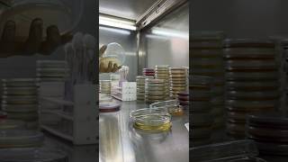 microbiology streaking agar bacteria fungus Ecoli salmonella pseudomonas staphylococcus [upl. by Ysnap]