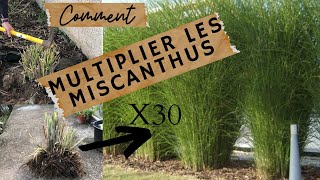 🌱Comment multiplier les graminées par division de touffes🌱TUTO [upl. by Tressia909]