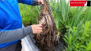 Wasserpflanzen im Gartenteich  So erblüht in Zukunft auch Ihre heimische Oase [upl. by Leilamag]