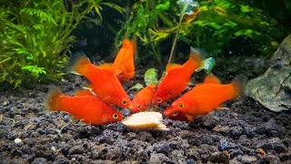 Top 5 RED Fish for Nano Aquariums 🍎 [upl. by Sholeen]