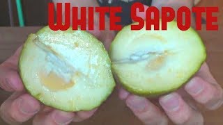 White Sapote Review  Weird Fruit Explorer Ep 29 [upl. by Mailliwnhoj]