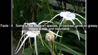 Hymenocallis Top 7 Facts [upl. by Devland]